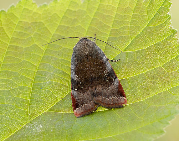 73.348 BF2111 Lesser Broad-bordered Yellow Underwing Noctua jant