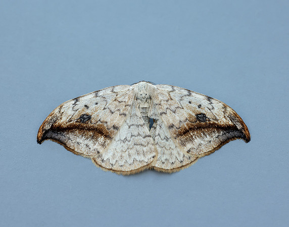 65.005 BF1648 Pebble Hook-tip Drepana falcataria