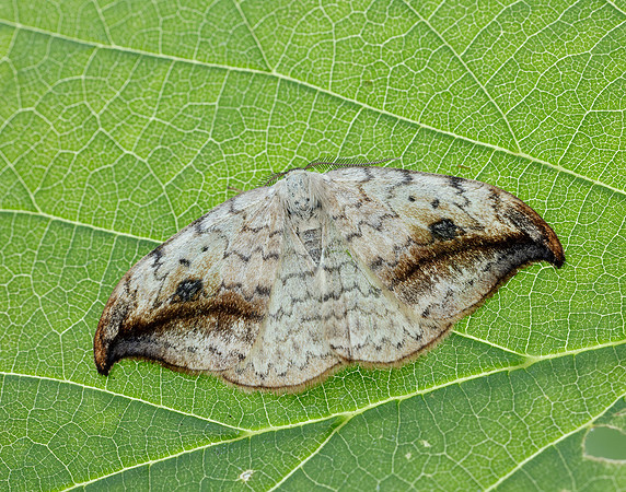 65.005 BF1648 Pebble Hook-tip Drepana falcataria