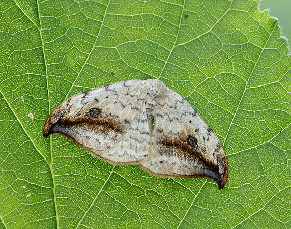 65.005 BF1648 Pebble Hook-tip Drepana falcataria
