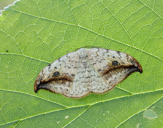 65.005 BF1648 Pebble Hook-tip Drepana falcataria