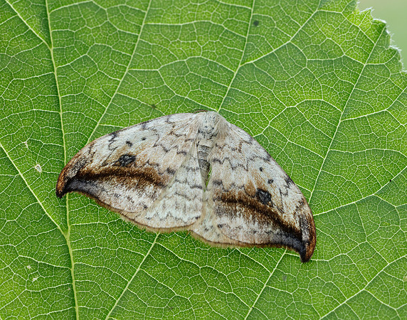65.005 BF1648 Pebble Hook-tip Drepana falcataria