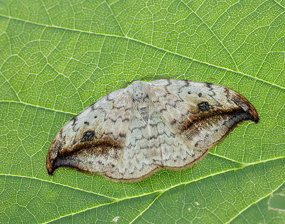 65.005 BF1648 Pebble Hook-tip Drepana falcataria