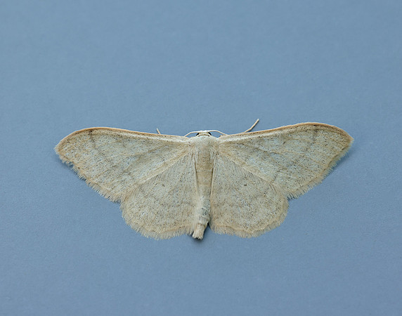 70.018 BF1715 Plain Wave Idaea straminata