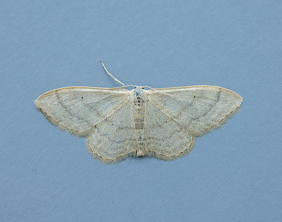 70.018 BF1715 Plain Wave Idaea straminata