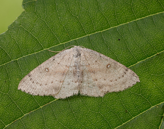 70.032 BF1677 Birch Mocha Cyclophora albipunctata