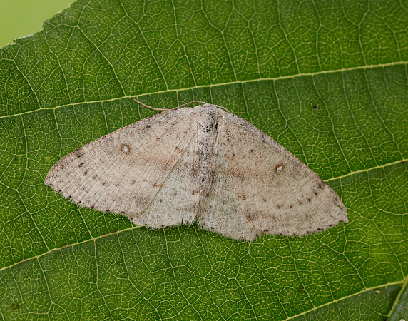 70.032 BF1677 Birch Mocha Cyclophora albipunctata