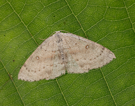 70.032 BF1677 Birch Mocha Cyclophora albipunctata