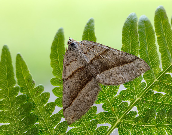 70.041 BF1734 July Belle Scotopteryx luridata