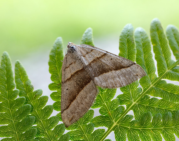 70.041 BF1734 July Belle Scotopteryx luridata