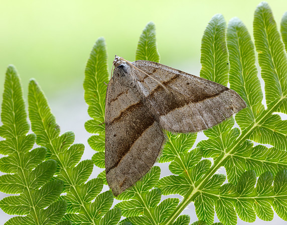 70.041 BF1734 July Belle Scotopteryx luridata