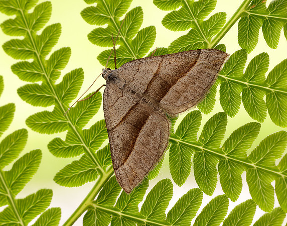 70.041 BF1734 July Belle Scotopteryx luridata