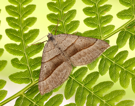 70.041 BF1734 July Belle Scotopteryx luridata