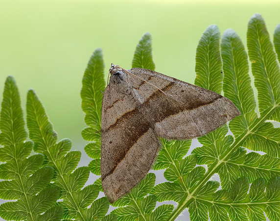 70.041 BF1734 July Belle Scotopteryx luridata