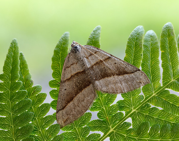 70.041 BF1734 July Belle Scotopteryx luridata