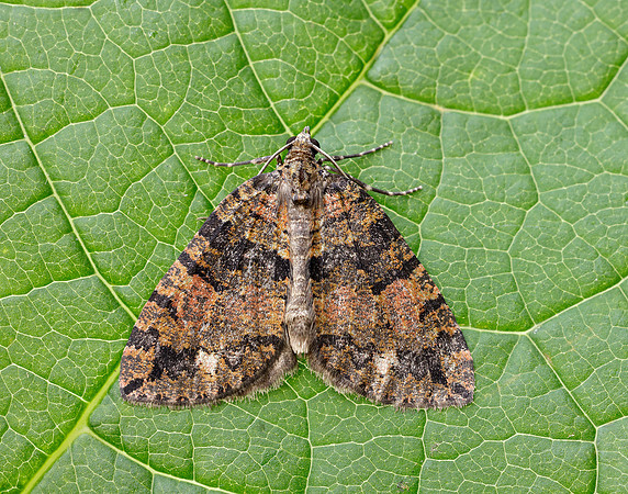 70.074 BF1777 July Highflyer Hydriomena furcata