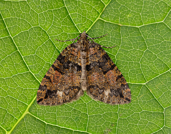 70.074 BF1777 July Highflyer Hydriomena furcata