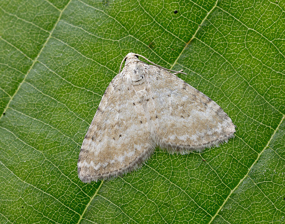 70.137 BF1807 Grass Rivulet Perizoma albulata