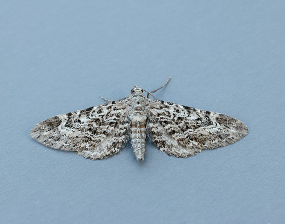70.168 BF1846 Narrow-winged Pug Eupithecia nanata