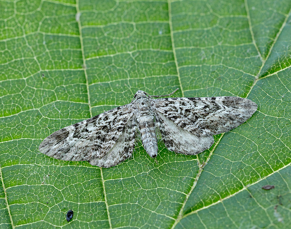 70.168 BF1846 Narrow-winged Pug Eupithecia nanata