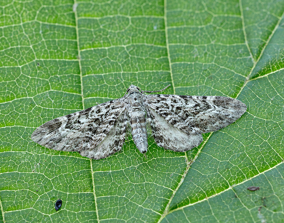 70.168 BF1846 Narrow-winged Pug Eupithecia nanata