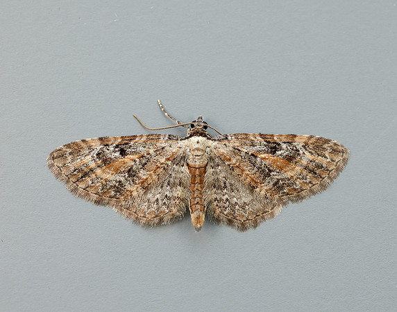 70.187 BF1838 Tawny Speckled Pug Eupithecia icterata