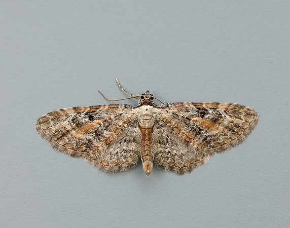 70.187 BF1838 Tawny Speckled Pug Eupithecia icterata