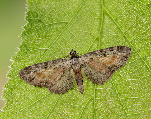 70.187 BF1838 Tawny Speckled Pug Eupithecia icterata