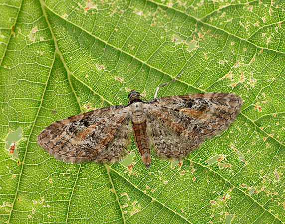 70.187 BF1838 Tawny Speckled Pug Eupithecia icterata