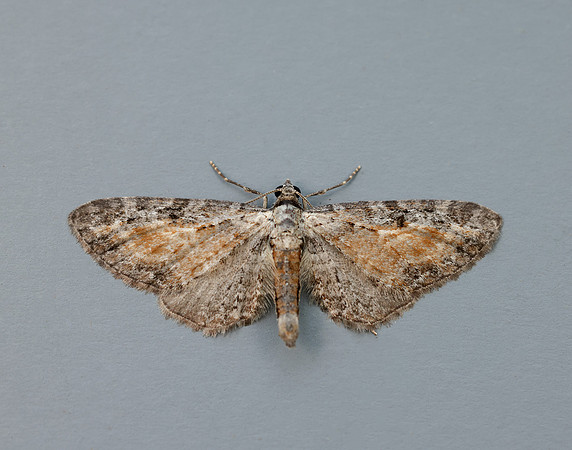 70.187 BF1838 Tawny Speckled Pug Eupithecia icterata