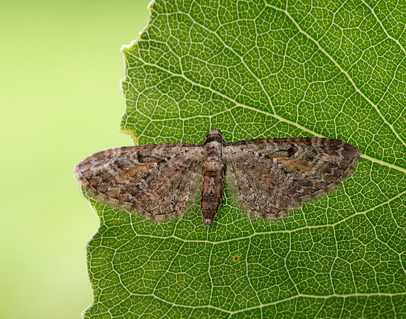 70.187 BF1838 Tawny Speckled Pug Eupithecia icterata