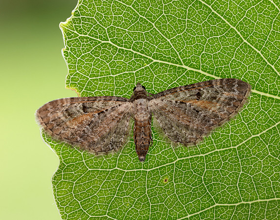 70.187 BF1838 Tawny Speckled Pug Eupithecia icterata