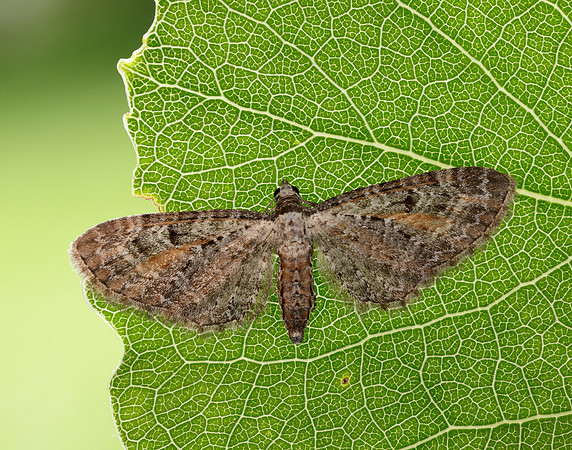 70.187 BF1838 Tawny Speckled Pug Eupithecia icterata