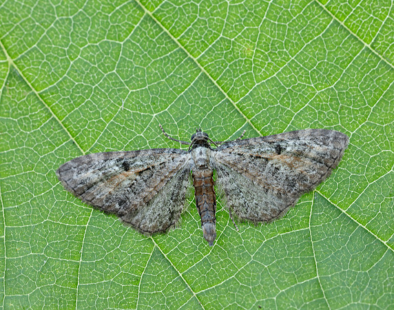 70.187 BF1838 Tawny Speckled Pug Eupithecia icterata