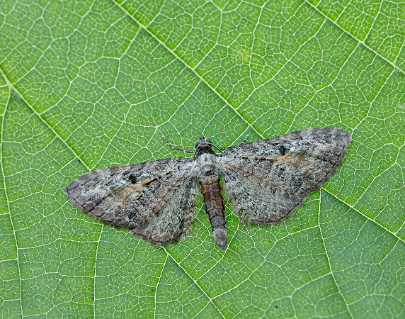 70.187 BF1838 Tawny Speckled Pug Eupithecia icterata