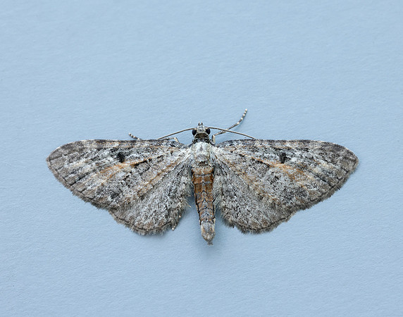 70.187 BF1838 Tawny Speckled Pug Eupithecia icterata