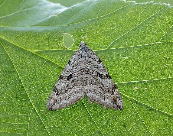 70.192 BF1867 Treble-bar Aplocera plagiata