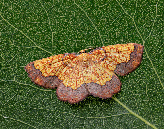 70.228 BF1908 Dark Bordered Beauty Epione vespertaria
