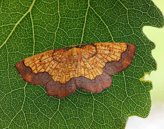 70.228 BF1908 Dark Bordered Beauty Epione vespertaria