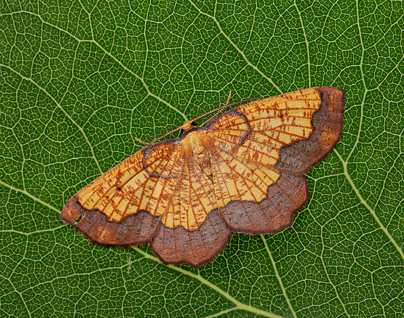 70.228 BF1908 Dark Bordered Beauty Epione vespertaria