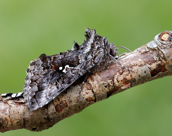 73.021 BF2447 Scarce Silver Y Syngrapha interrogationis