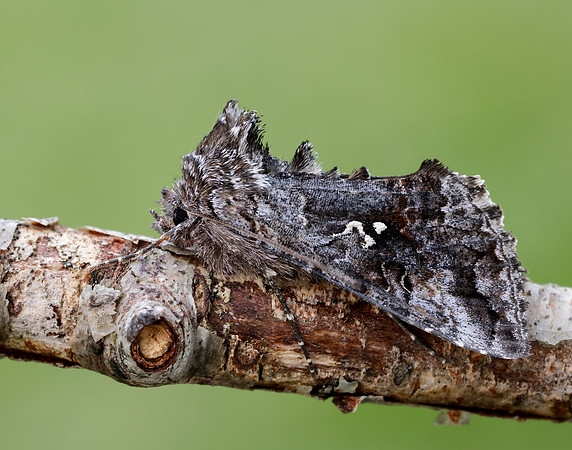 73.021 BF2447 Scarce Silver Y Syngrapha interrogationis