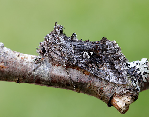 73.021 BF2447 Scarce Silver Y Syngrapha interrogationis