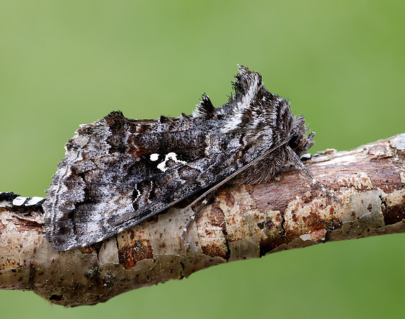 73.021 BF2447 Scarce Silver Y Syngrapha interrogationis