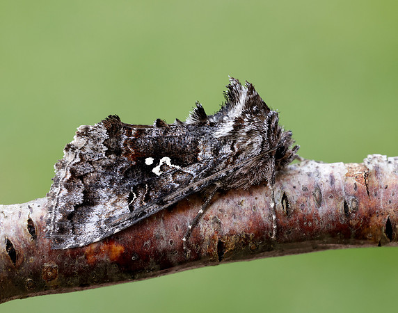 73.021 BF2447 Scarce Silver Y Syngrapha interrogationis