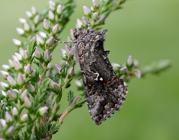73.021 BF2447 Scarce Silver Y Syngrapha interrogationis