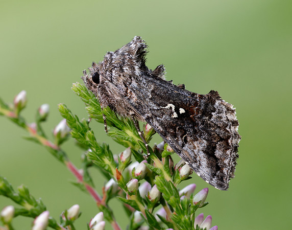 73.021 BF2447 Scarce Silver Y Syngrapha interrogationis