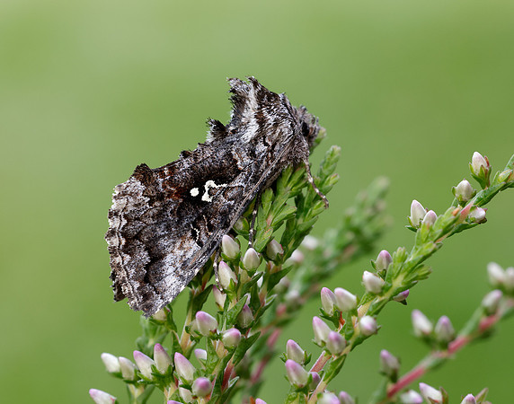 73.021 BF2447 Scarce Silver Y Syngrapha interrogationis