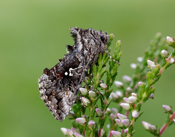73.021 BF2447 Scarce Silver Y Syngrapha interrogationis