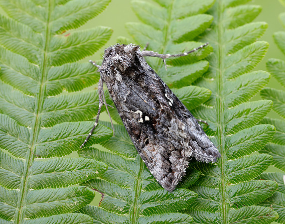 73.021 BF2447 Scarce Silver Y Syngrapha interrogationis